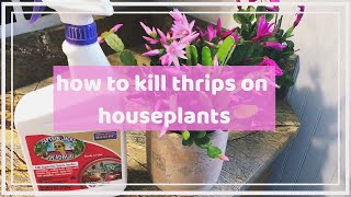 how to kill thrip pests on your houseplants ☠  organic amp nonorganic pest control [upl. by Leonardi85]