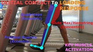 THE PHASES OF WALKING GAIT CYCLE BREAKDOWN [upl. by Yevad]