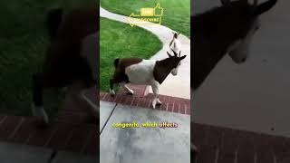 Myotonia Congenita  The Fainting goat [upl. by Norse628]