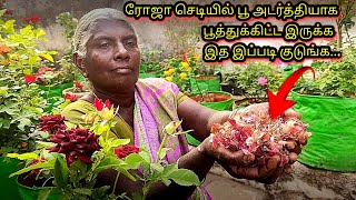 ரோஜா செடியில் எப்பவும் பூ அடர்த்தியாக பூத்துக்கிட்டே இருக்க rose tips 🌹 [upl. by Anikal]