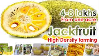 4  8 lakhs  Acre Jackfruit High Density farming with Processing and Value addition information [upl. by Noevad]