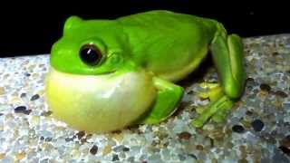 Orange Eyed Green Tree Frog Amazing Abs workout Springbrook QLD [upl. by Kery]