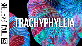 Trachyphyllia Open Brain Coral Care Tips [upl. by Yrelle914]