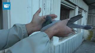 Columbofilia  Pigeon Loft Loureiro amp Filhos  Braga  Portugal  2022 Jan  VL21 [upl. by Akemet]