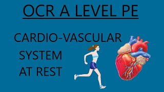 OCR A Level PE  Cardio Vascular System At Rest [upl. by Iramat]