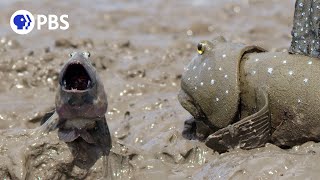 Mudskipper Jumping Contest For Mate [upl. by Malilliw590]