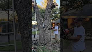 Tree Removal quotHeavy Oakquot Part 2 construction labor stihl [upl. by Dall]