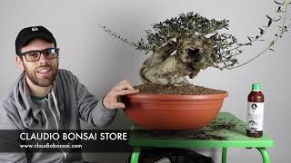 RINVASO OLIVASTRO BONSAI E CONCIMAZIONE BONSAI [upl. by Savick]