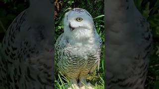 White Owl Voice 🦉shorts owl owllove [upl. by Bruell530]