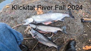 Klickitat River Salmon Fishing 2024 [upl. by Llebasi]