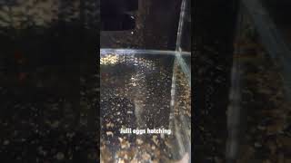 Julii Corydoras eggs starting to hatch corydoras fish fry fishtank aquarium aquariumhobby [upl. by Aek920]