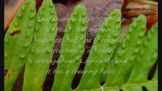 Polypodium Polypodioides quotResurrection Fernquot [upl. by Hayyikaz134]