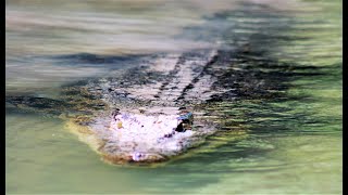 KAKADU NP NT CAHILLS CROSSING  CROCODILE SIGHTINGS VERY CLOSE UP [upl. by Myrtle410]