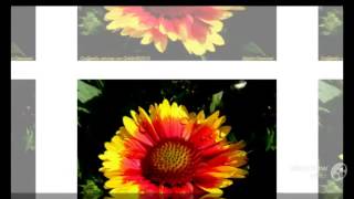 Gaillardia  garden plants [upl. by Mcclelland]