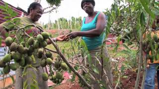 Jamaican Patwa — Country Folk Jamaica 101 [upl. by Narruc899]