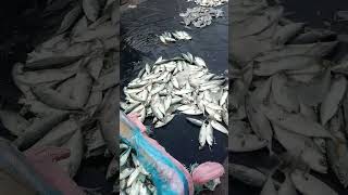 Ramnagar Hyderabad fish market Big fish Market [upl. by Winfrid868]