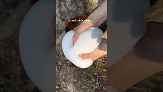 harvesting natural rubber slime 🌳 [upl. by Obidiah417]