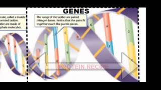 DNA Structure Function and Replication [upl. by Rurik]