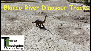 Dinosaur Tracks Blanco River Texas Sauropods [upl. by Bilow]