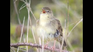 Grasshopper warbler reeling Flamborough Head East Yorkshire 27th April 2024 [upl. by Philemon]