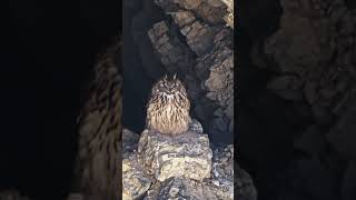 The Eurasian eagle owl is one of the largest owl species found they live in mountainous areas [upl. by Wollis108]