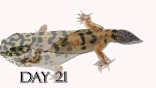 Leopard Gecko Time Lapse Tail Regeneration Regenerated Leopard Gecko Tail [upl. by Asta]