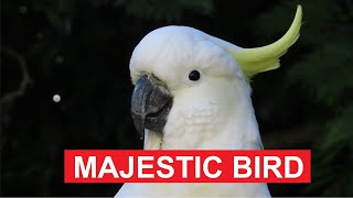 Majestic Sulphur Crested Cockatoo [upl. by Hoon562]