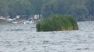 New Island on Cayuga Lake [upl. by Aitnas215]