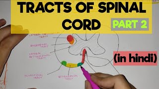 Tracts of Spinal Cord  2  Extrapyramidal Tracts [upl. by Sunday907]