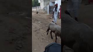 village life  bakariya 🐐 [upl. by Boggs]