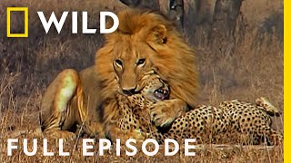 Male Lions Brutally Attack Cheetahs Full Episode  Cat Wars Lion vs Cheetah  Serengeti [upl. by Sandro]