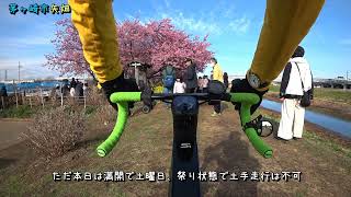 Cannondale System Six Himod 藤沢駅辻堂線経由走行 2月24日（小出川河津桜→新湘南バイパス側道→辻堂駅→JR沿線道路→藤沢駅北口→鎌倉市岡本玉縄桜） [upl. by Garlan98]