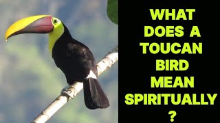 WHAT DOES A TOUCAN BIRD MEAN SPIRITUALLY [upl. by Flanna104]