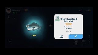 Green Humphead Parrotfish Location  Creatures of the Deep [upl. by Doak]