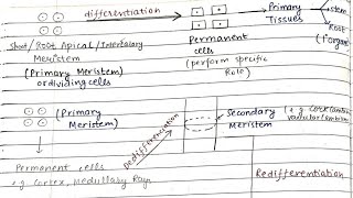 Differentiation  DedifferentiationRedifferentiation😎🤩Notes 📝 [upl. by Frentz449]