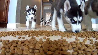 Husky Puppies FUNNY Feeding Frenzy [upl. by Ahsiemac700]