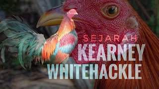 KEARNEY WHITEHACKLE HISTORY [upl. by Sartin552]