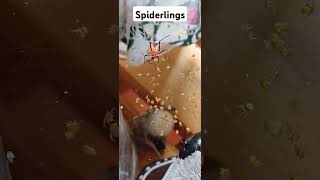 Orb weaver spider lings spiderhunter spiderlover gagamba damang gagamboy [upl. by Orvan769]