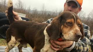 Weir Creek Beagles  Wood’s Weir Creek Kennel  Rabbit Hunting 2019 [upl. by Uta]