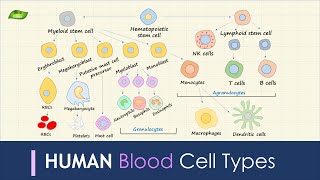 Human Blood Cell Types  Immunology  Basic Science Series [upl. by Heer605]