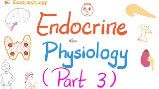 Endocrine Physiology Part 3 of 3  Endocrinology series [upl. by Marola11]