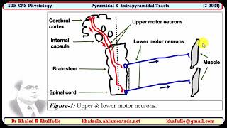 Pyramidal amp Extrapyramidal tracts 32024 by Dr Khaled A Abulfadle [upl. by Baiss]