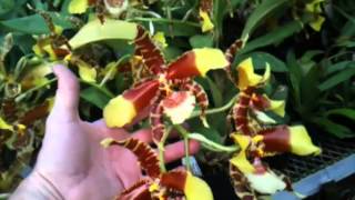 OrchidWeb  Rossioglossum Rawdon Jester Fernbrook AMAOS [upl. by Lagasse]