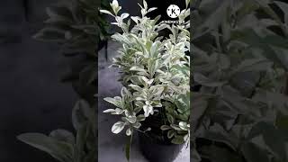 Pittosporum PlantSummer growing Indoor plant Euonymus plantshorts [upl. by Shields]