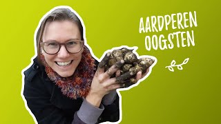 Aardpeer oogsten  is het gelukt [upl. by Holleran]