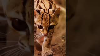 Savannah cat Caracal Oncilla Pallass cat [upl. by Youlton]