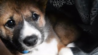 I Got A Little Shiba Inu Puppy Called Casca [upl. by Atikahc]