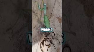 Parasites CONTROL Praying Mantis facts nature animals [upl. by Assira190]