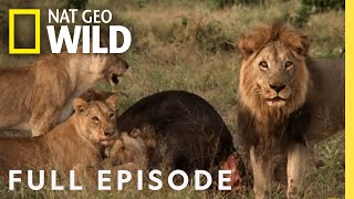 Mother of Lions Full Episode  Savage Kingdom [upl. by Leveroni]