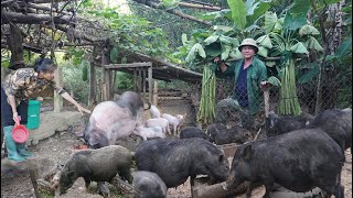 Make squash flowers stuffed with meat a family meal Take care of farm animals [upl. by Hirza]